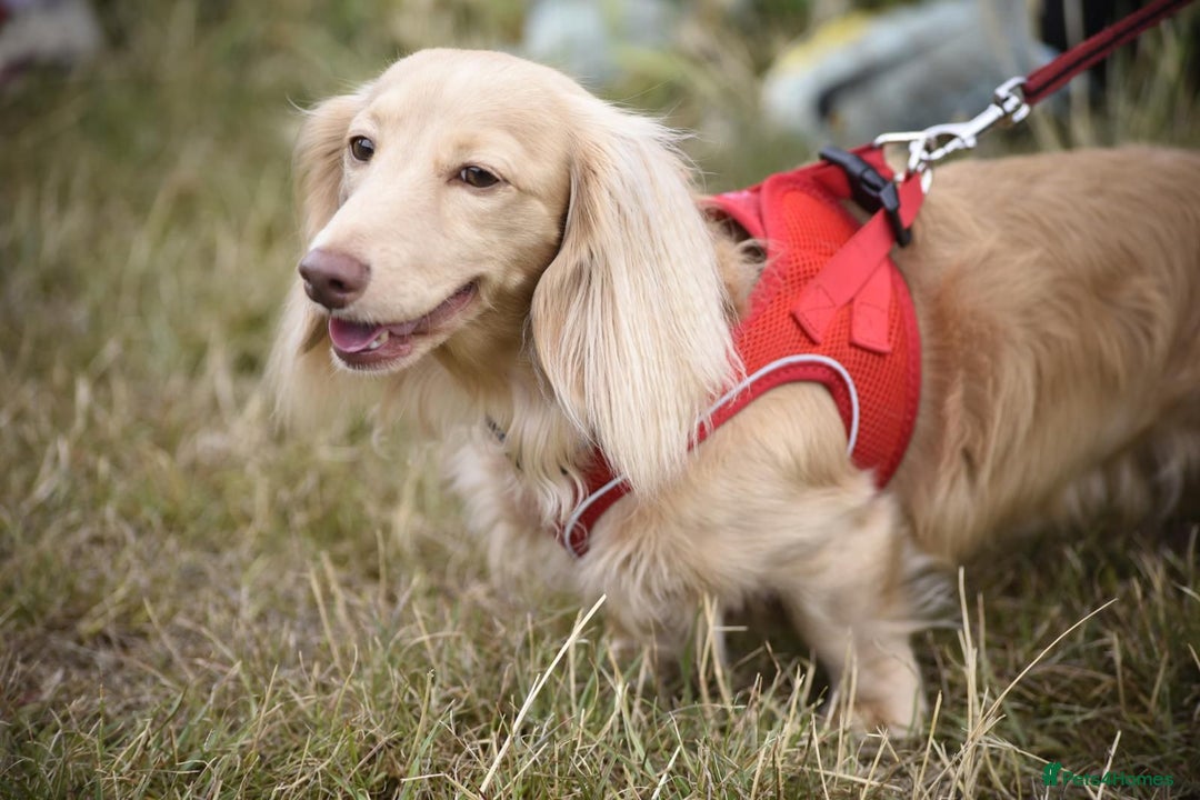 Miniature Dachshund dogs for sale: Omshantipuppies miniature dachshund puppies - Image 8