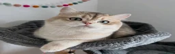 British Shorthair cats for sale: Stunning Golden Kittens  in Chesterfield - Advert 13