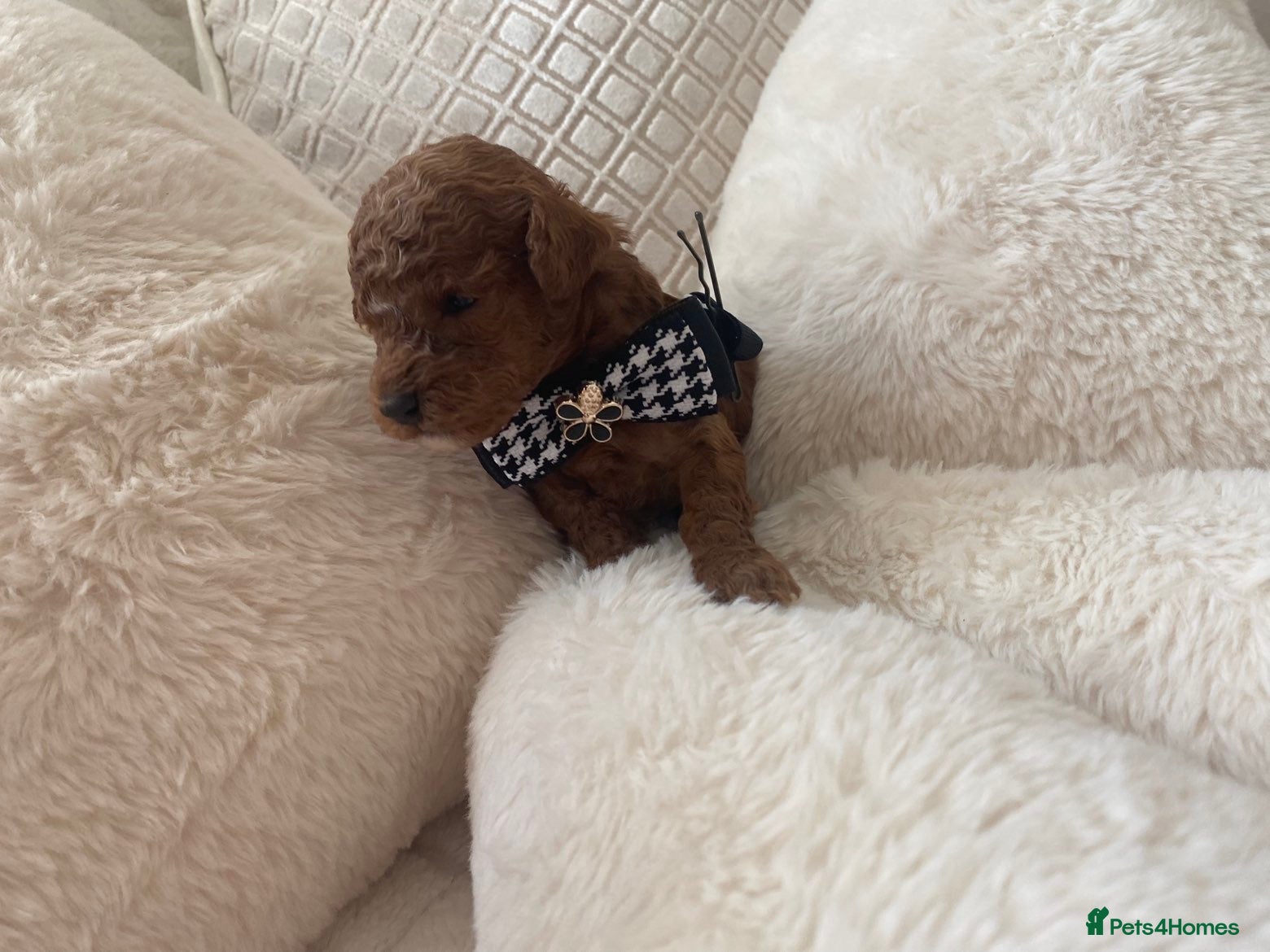 Toy Poodle dogs Toy poodle puppies  - Advert 3