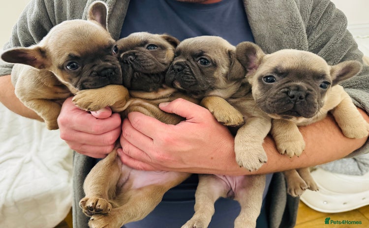 French Bulldog dogs 4 Gorgeous frenchies  - Advert 1