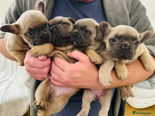 French Bulldog dogs 4 Gorgeous frenchies - Advert 13
