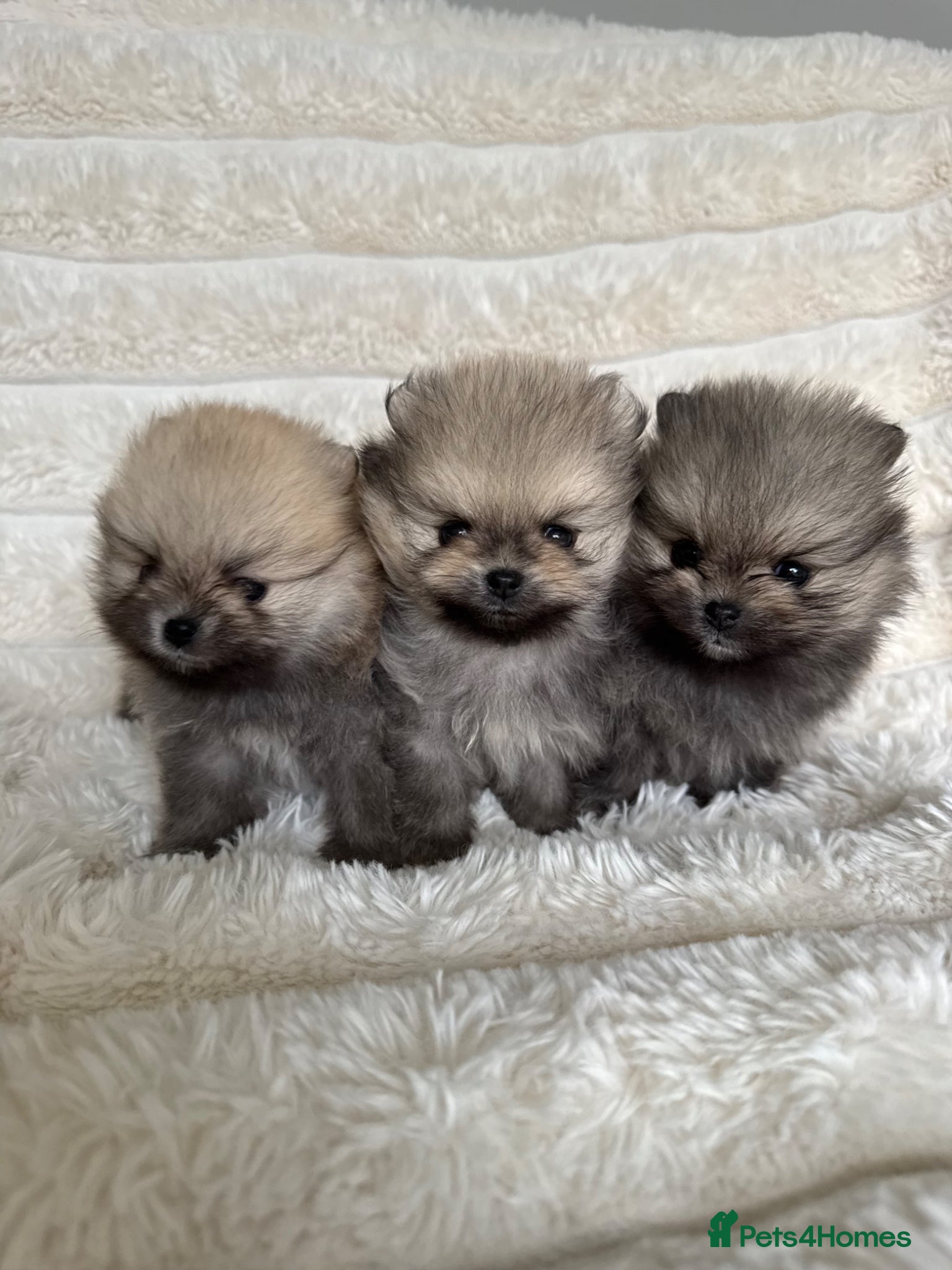 Pomeranian dogs Champion Lines Tiny Teddy Faced Pomeranians  - Advert 7