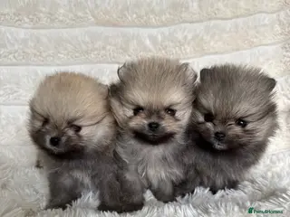 Pomeranian dogs Champion Lines Tiny Teddy Faced Pomeranians - Advert 7
