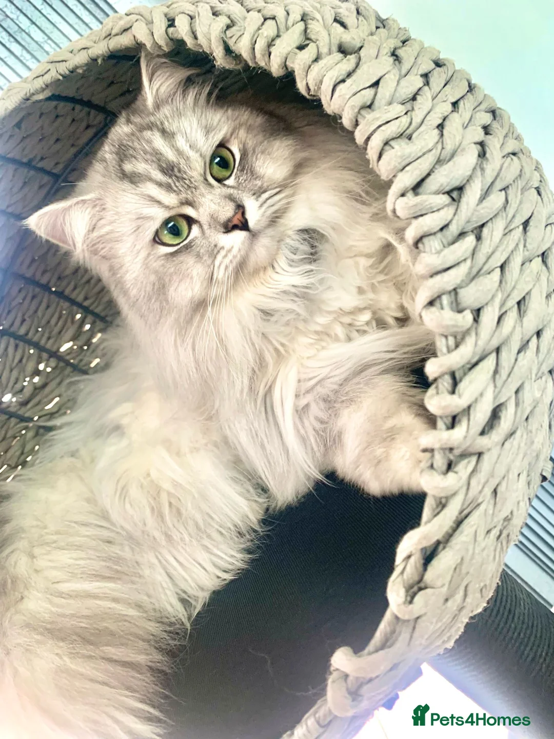Mixed Breed cats for stud: Beautiful white/ grey ragdoll- Persian for stud  in Birmingham - Advert 8