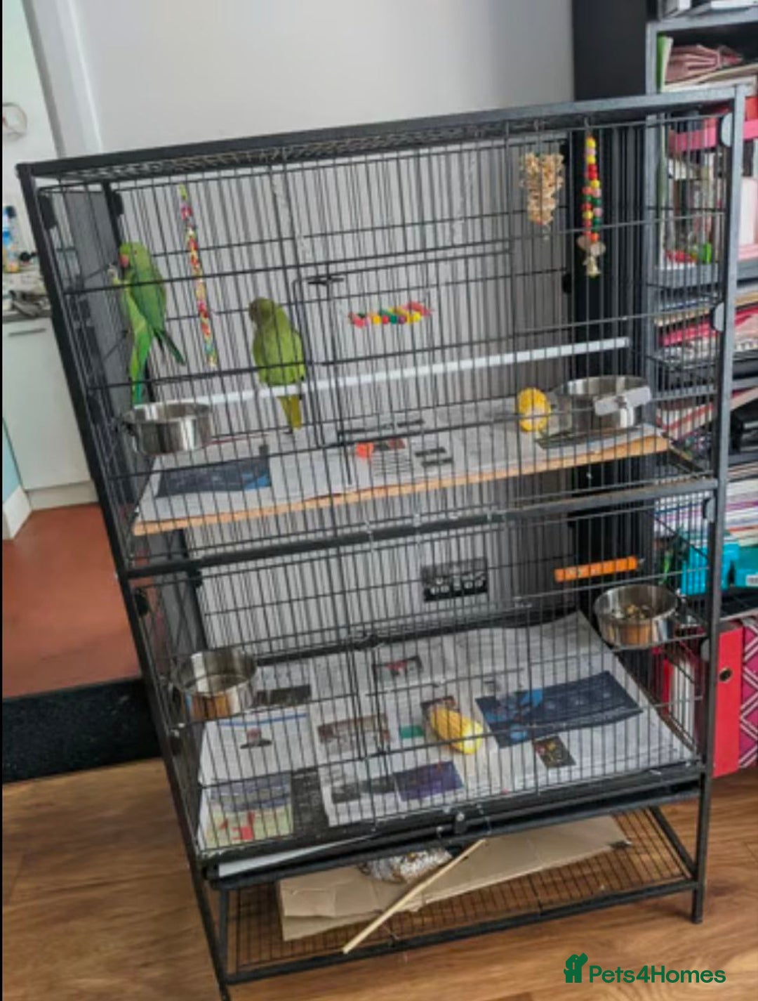 Parrots birds for sale: LOVELY PARR0TS WITH CAGE - Image 5