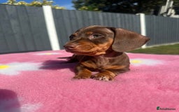 Miniature Dachshund dogs for sale: 4 smooth-hair miniature dachshunds🤎 - Image 8