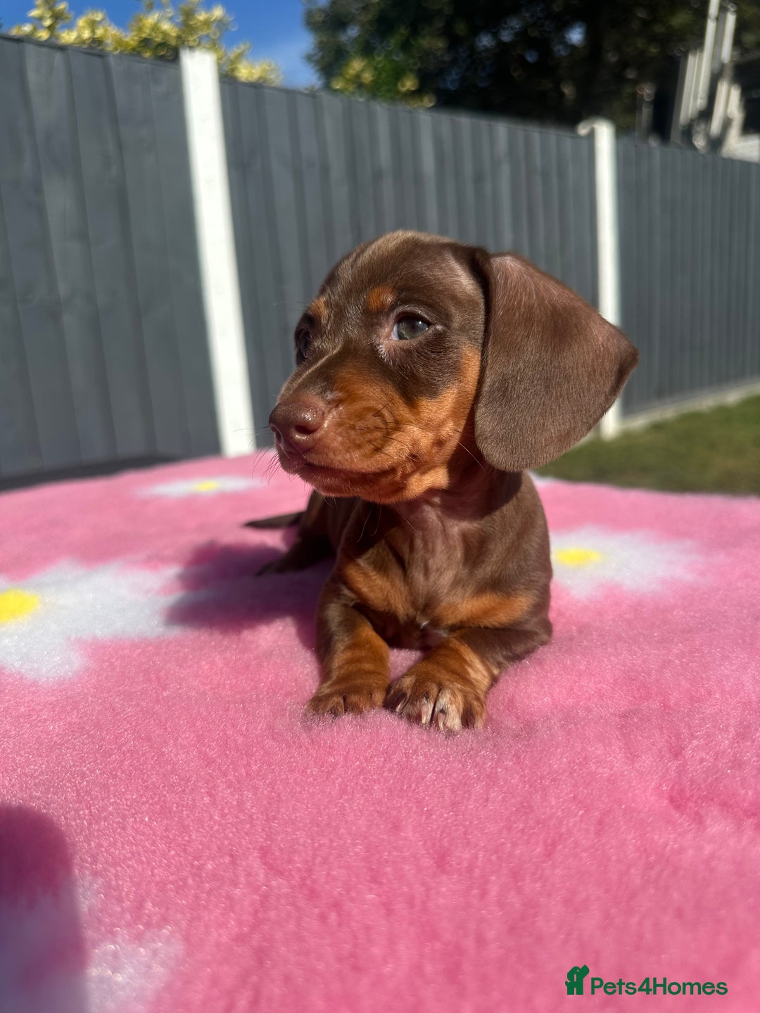 Miniature Dachshund dogs for sale: 4 smooth-hair miniature dachshunds🤎 - Image 8