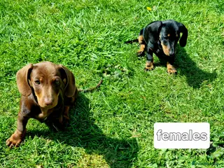 Miniature Dachshund dogs Mini dachshund short hair stunning 4 puppies - Advert 16