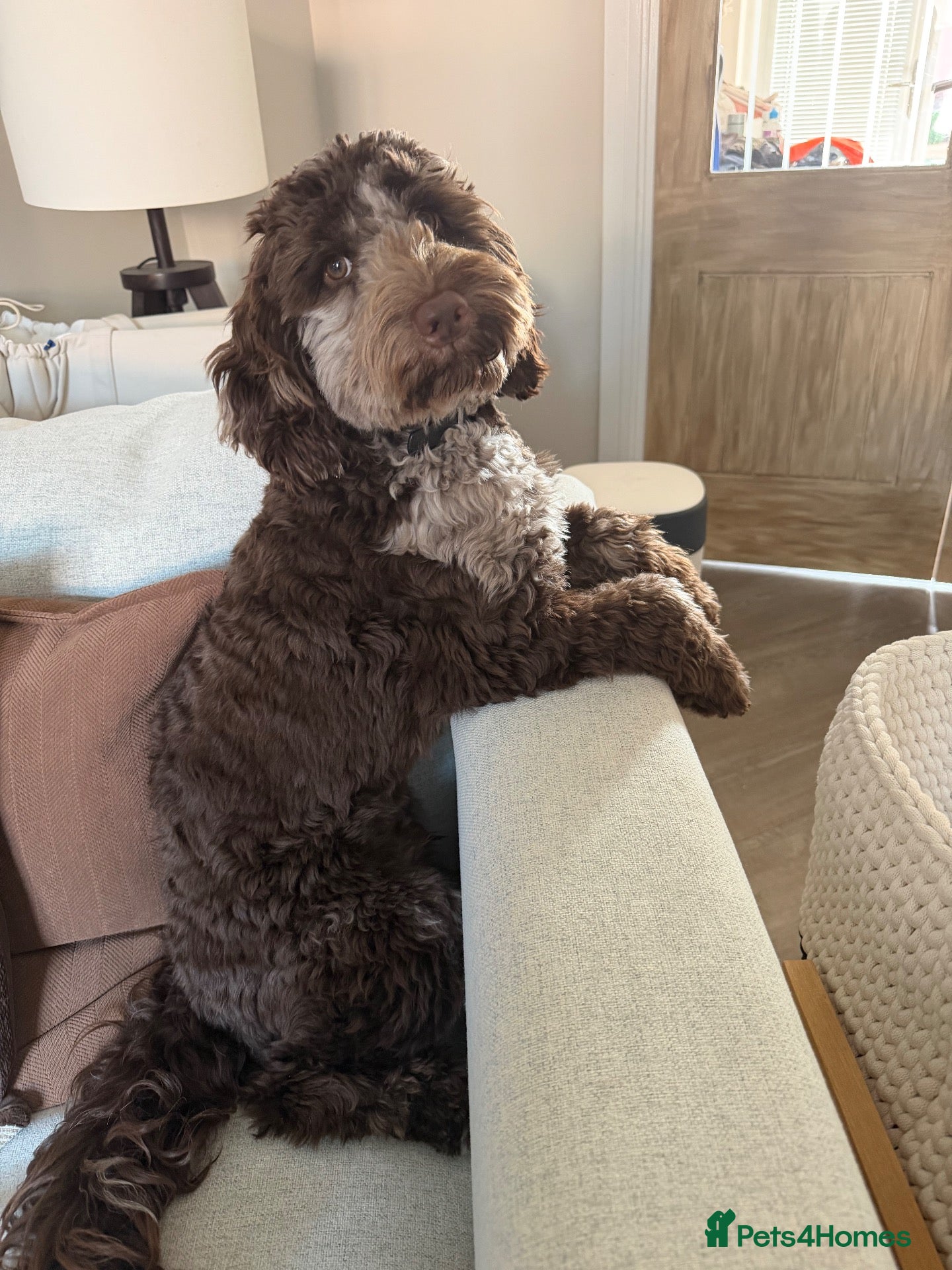Cockapoo dogs Barney - Advert 3