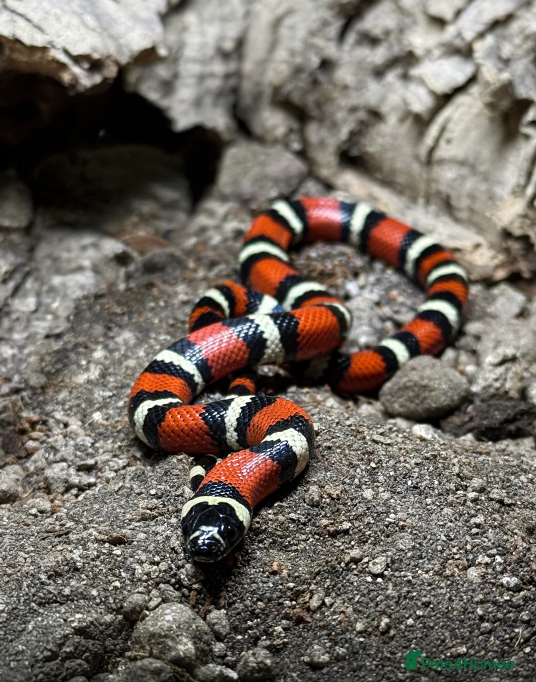 Rat Snake reptiles for sale: Vietnamese Blue Beauty Rat Snake & Nelson’s Milk in Peterlee - Advert 2