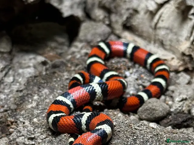 Rat Snake reptiles for sale: Vietnamese Blue Beauty Rat Snake - Advert 2