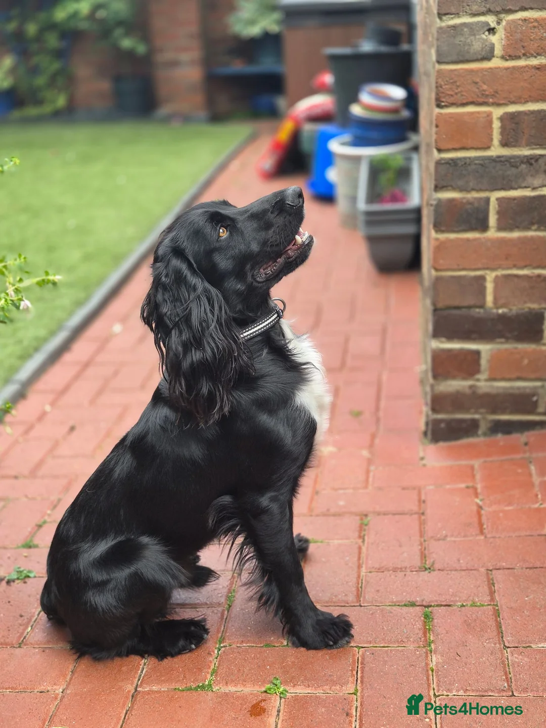 Cocker Spaniel dogs for sale: Working Cocker Spaniel - Advert 1