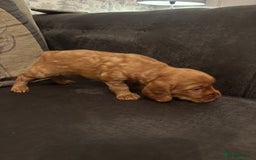 Cocker Spaniel dogs for sale: cocker spaniel pups for sale short tailed workers - Image 2