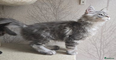 Maine Coon cats in Hull - Advert 14