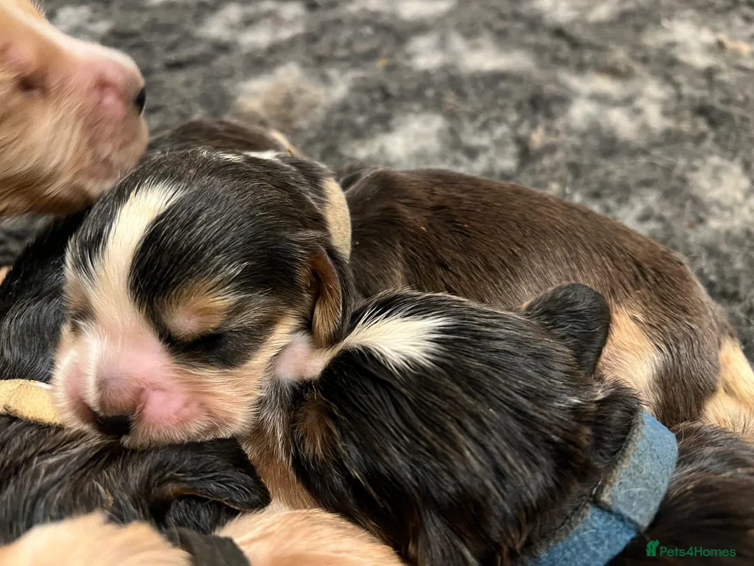 Cocker Spaniel dogs for sale: Exceptional Health Tested Show Cocker Spaniel - Advert 18