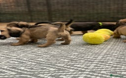 Miniature Dachshund dogs for sale: Stunning true to type KC Reg Miniature LH babies - Image 17