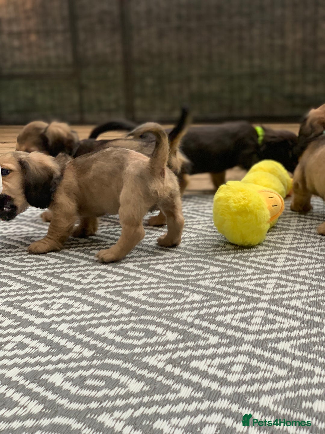 Miniature Dachshund dogs for sale: Stunning true to type KC Reg Miniature LH babies - Image 17