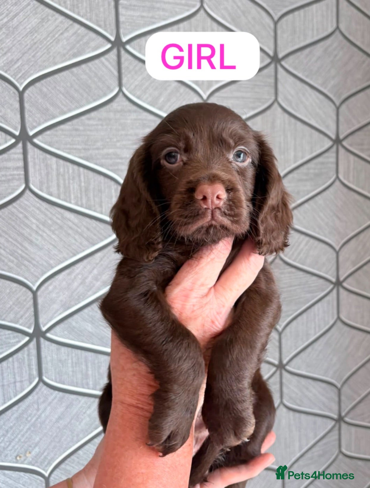 Cocker Spaniel dogs Working cocker spaniel puppy  - Advert 1