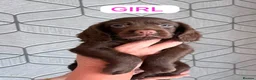 Cocker Spaniel dogs for sale: Working cocker spaniel puppy  - Advert 1
