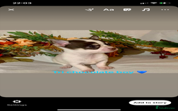 Chihuahua dogs for sale: Tiny chihuahua puppies  - Image 22