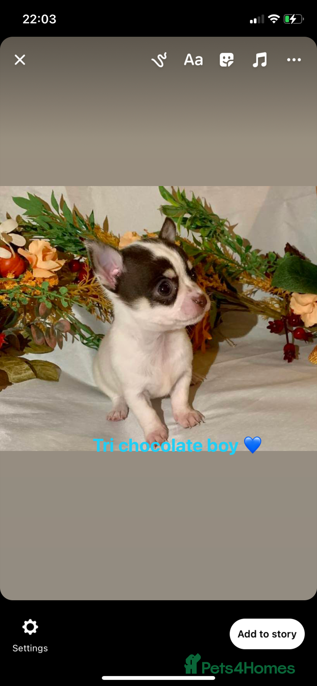Chihuahua dogs for sale: Tiny chihuahua puppies  - Image 22