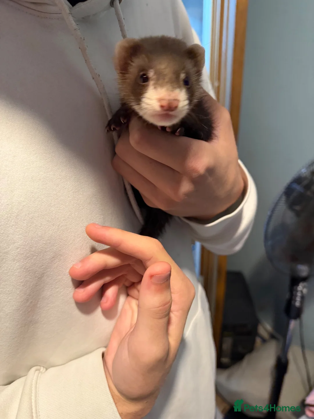 Ferret rodents for sale: Kits  - Advert 2