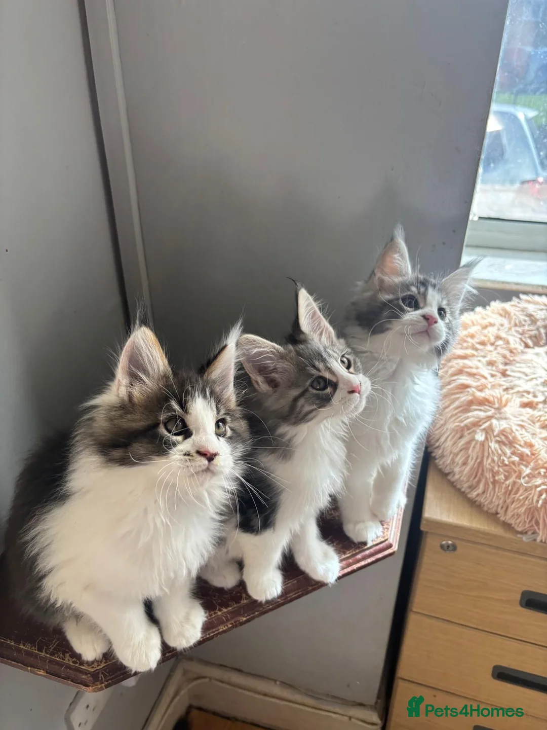 Maine Coon cats for sale: Maine coon kittens  - Advert 2