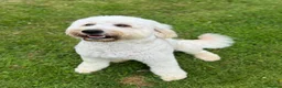 Goldendoodle dogs for sale: Outstanding Goldendoodles - Advert 13
