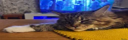 Maine Coon cats for sale: Maine coon - Advert 1