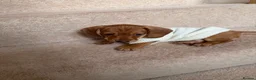 Miniature Dachshund dogs for sale: Miniature Smooth Haired Dachshund Black and Tan in Wrexham - Advert 16