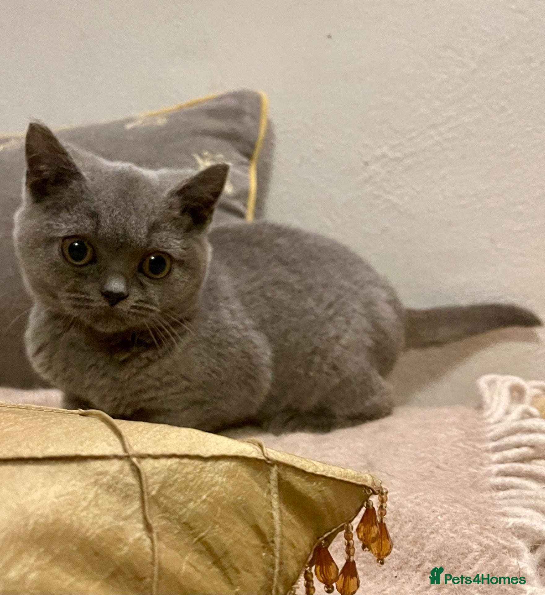 British Shorthair cats for sale: Ready Today GCCF Female - Advert 6