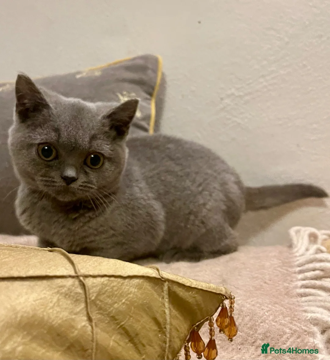 British Shorthair cats for sale: Ready Today GCCF Female - Advert 1