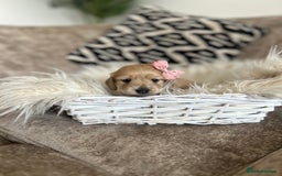 Miniature Dachshund dogs for sale: **RESERVED** cream miniature dachshund   - Image 4