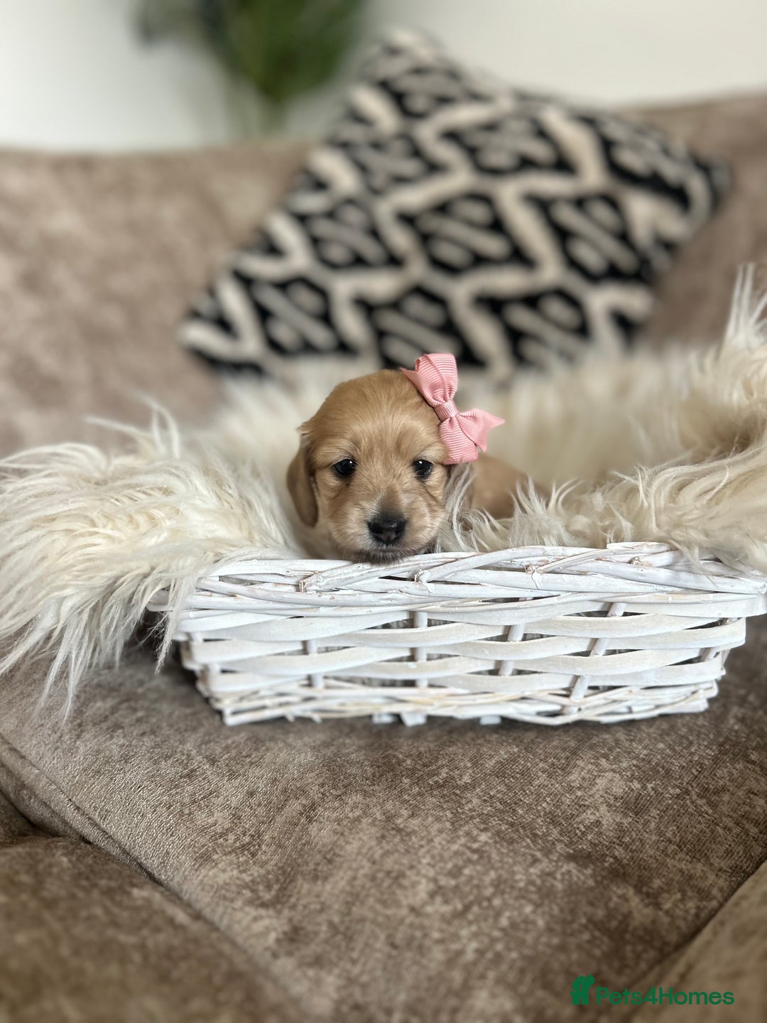 Miniature Dachshund dogs for sale: **RESERVED** cream miniature dachshund   - Image 4