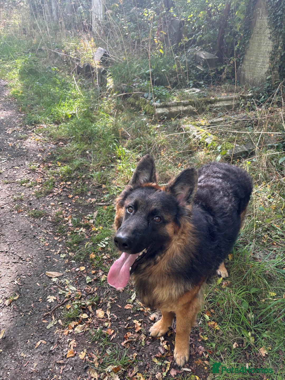 German Shepherd dogs for sale: Rehoming 1 Year Old Male German Shepherd - Advert 7