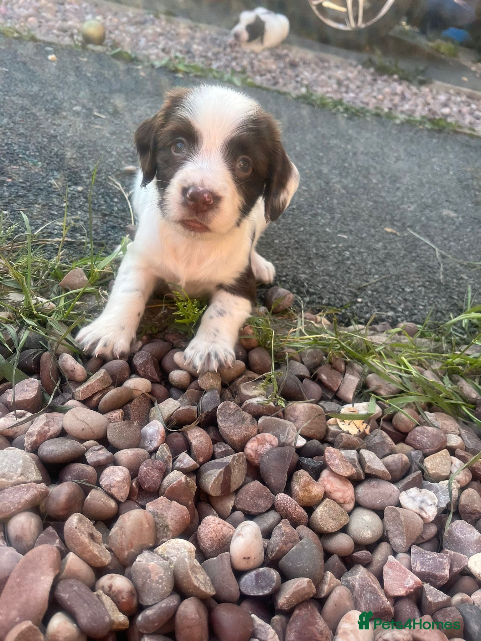 Cocker Spaniel dogs Cocker spaniel puppies 🐶🩷 - Advert 2