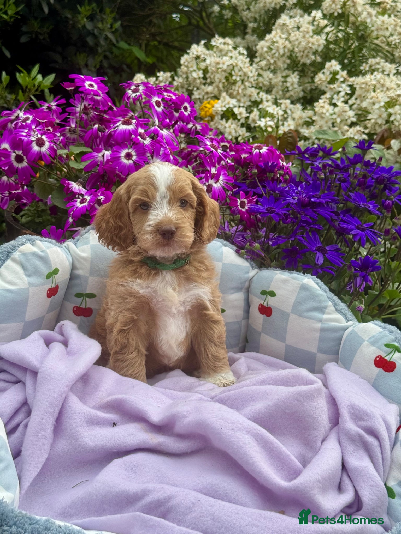 Cockapoo dogs 6 gorgeous f1 apricot Cockerpoos  - Advert 1
