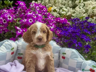 Cockapoo dogs 6 gorgeous f1 apricot Cockerpoos - Advert 1