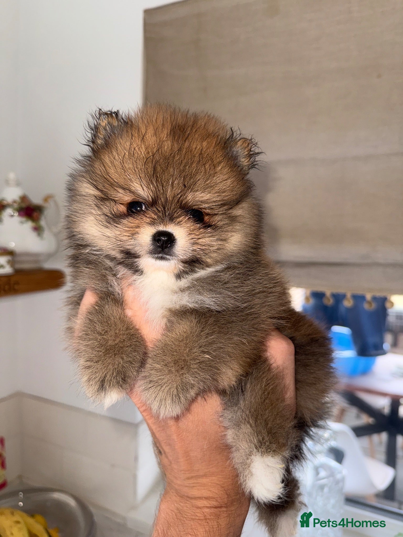 Pomeranian dogs Tiny Russian Teddy Pomeranians  - Advert 1