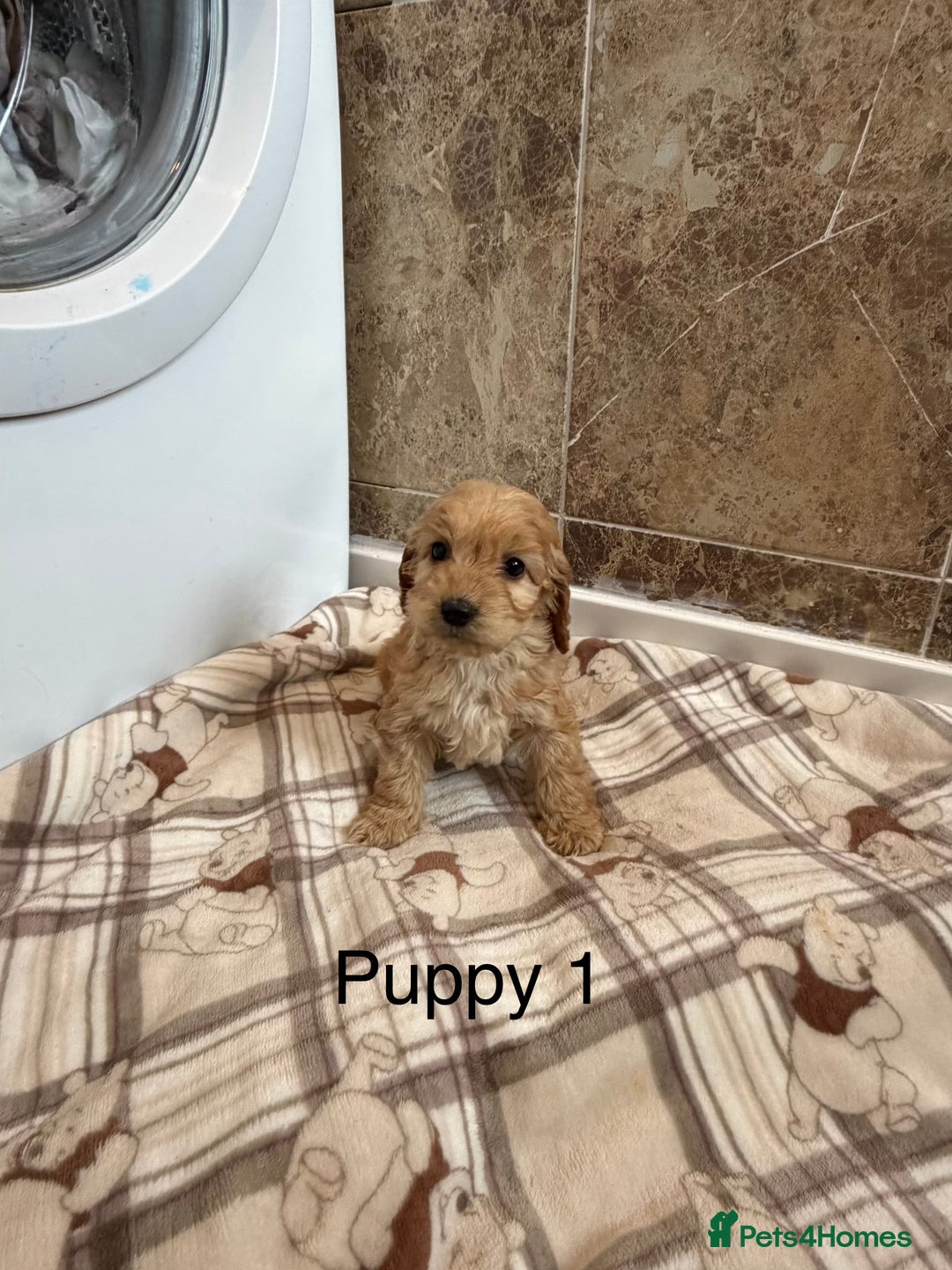 Cockapoo dogs for sale: Stunning Fox red cockapoo puppy’s  - Advert 1