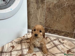 Cockapoo dogs Stunning Fox red cockapoo puppy’s - Advert 1