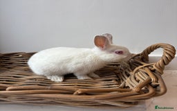 Netherland Dwarf rabbits for sale: 3x boy baby bunnies for sale  - Image 10