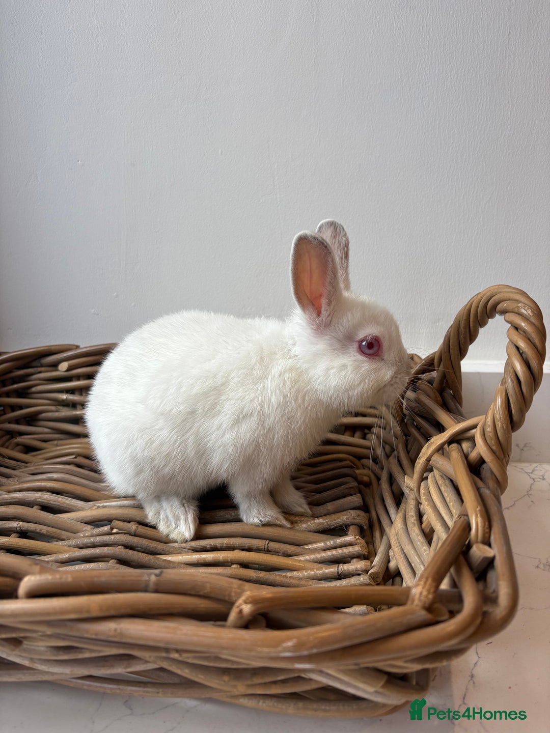 Netherland Dwarf rabbits for sale: 3x boy baby bunnies for sale  - Image 10