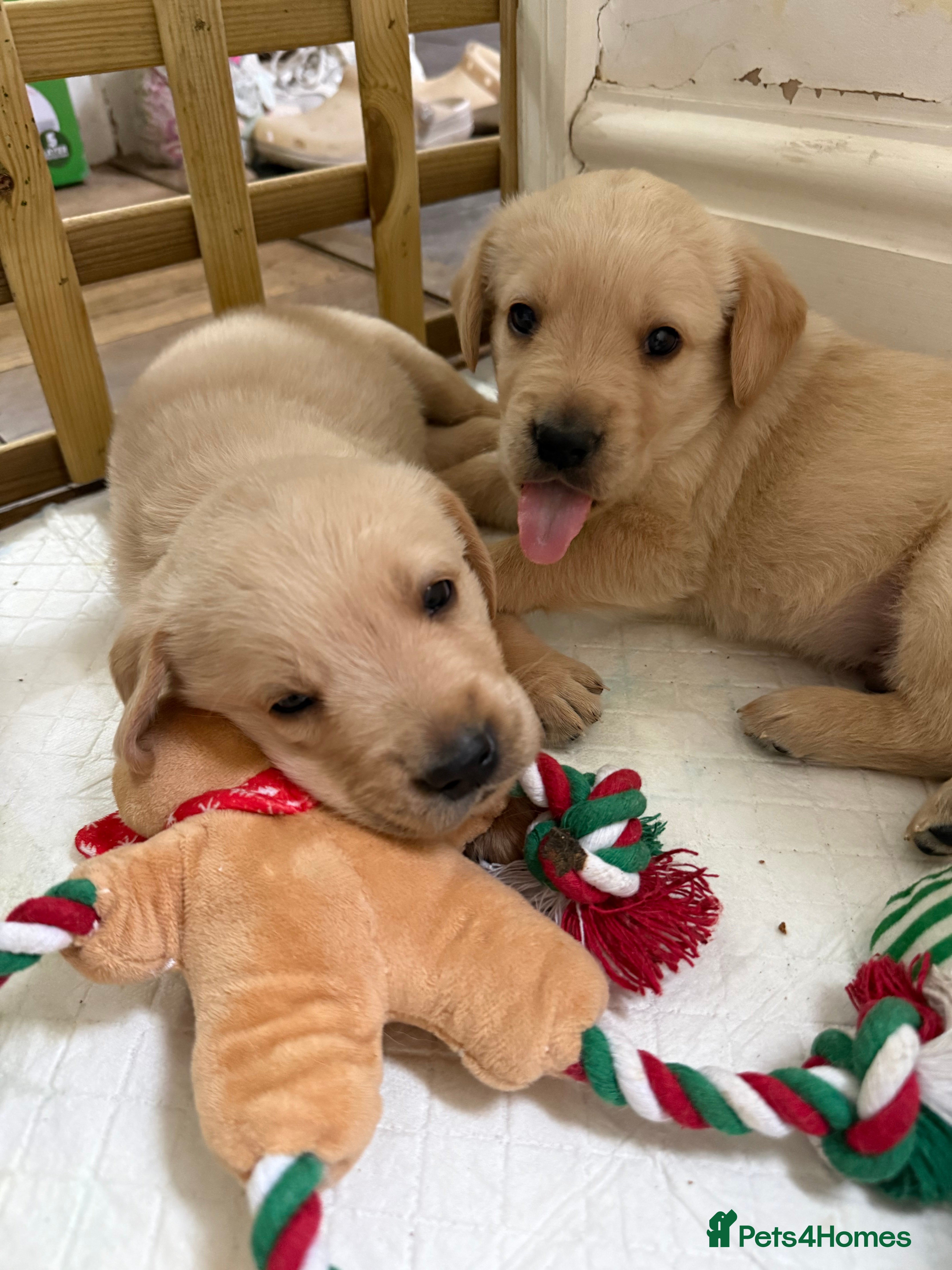 Goldador dogs 8 beautiful golden retriever x foxred lab puppies  - Advert 6