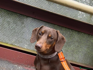 Dachshund dogs in Cannock - Advert 19