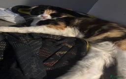 Scottish Fold cats for sale: Scottish fold (longhair) - Image 2