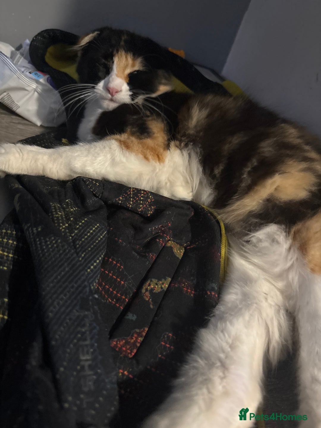 Scottish Fold cats for sale: Scottish fold (longhair) - Image 2