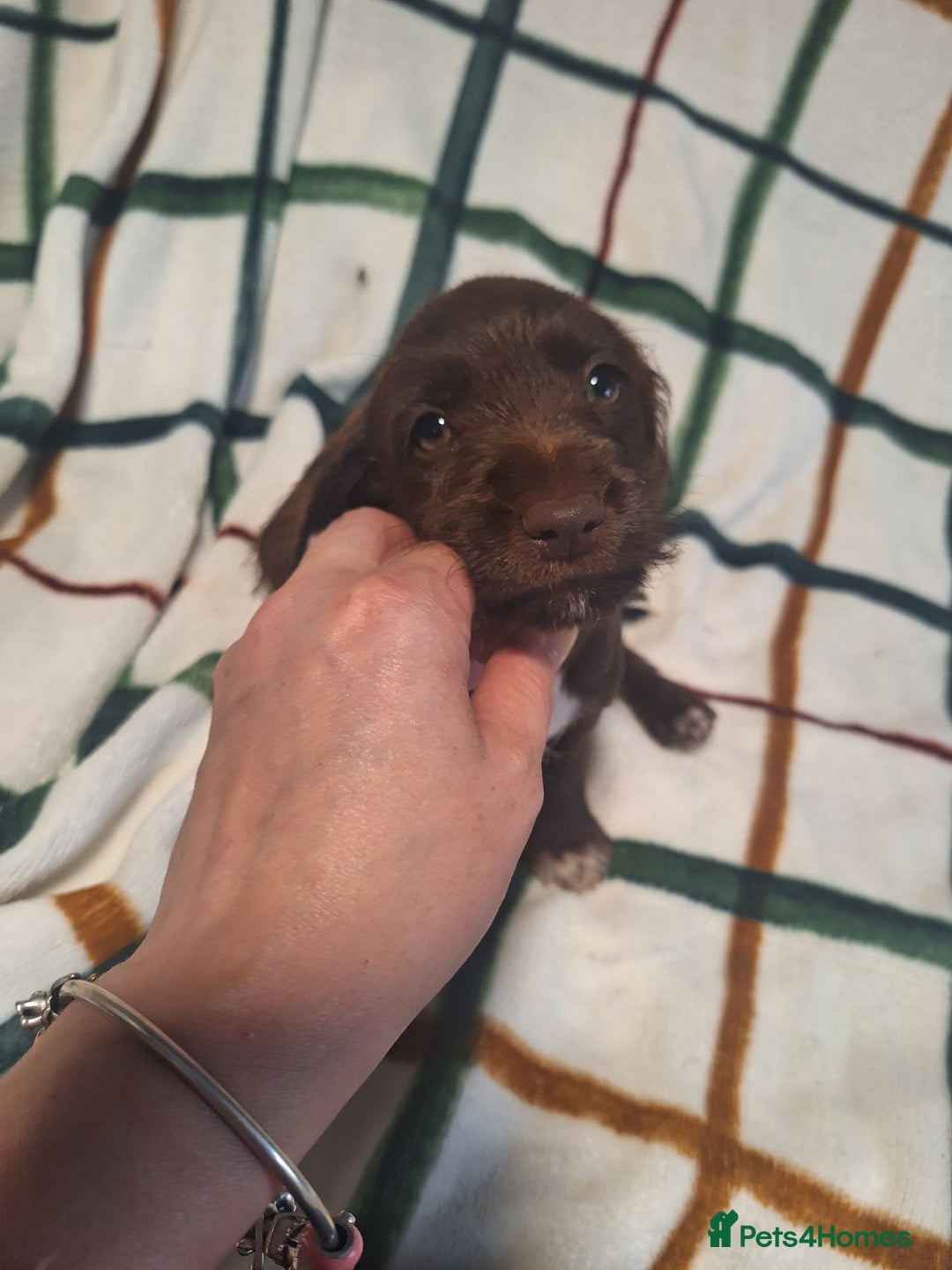 Mixed Breed dogs for sale: Beautiful dachshund mix puppies  - Image 14