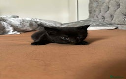 Mixed Breed cats for sale: Mixed breed cats  - Image 11