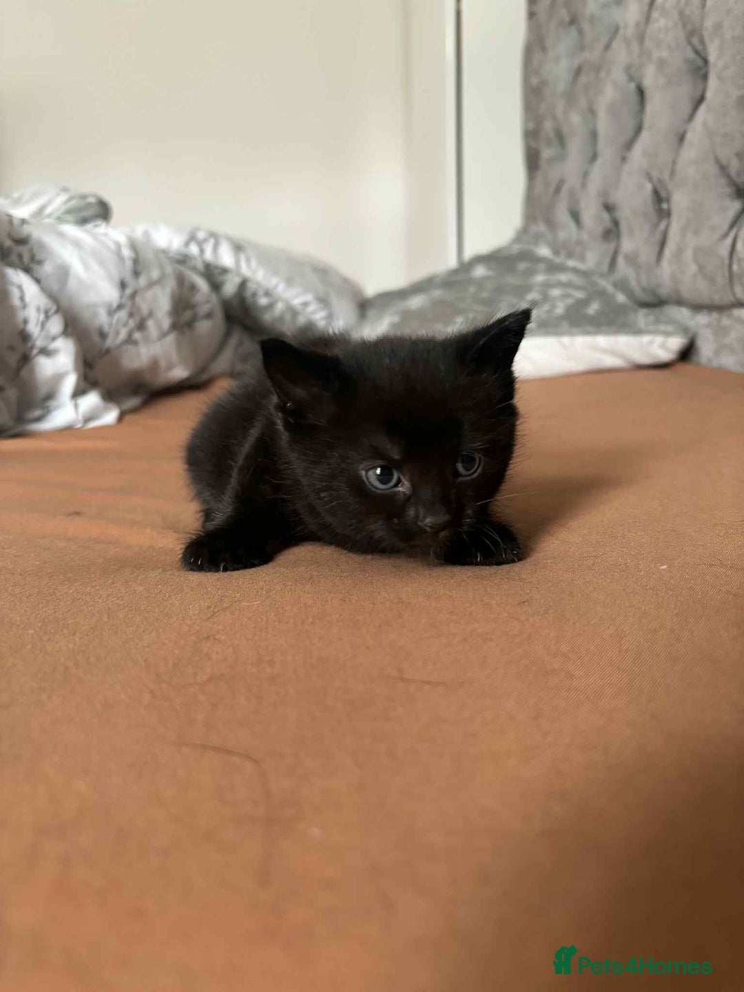 Mixed Breed cats for sale: Mixed breed cats  - Image 11